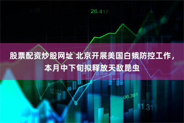 股票配资炒股网址 北京开展美国白蛾防控工作，本月中下旬拟释放天敌昆虫